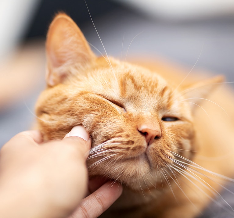 Une personne caresse doucement et affectueusement le doux visage d'un adorable chat roux.