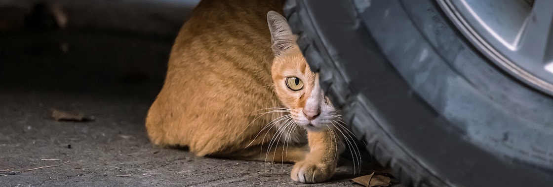 Un chat errant sans abri se promène en regardant derrière la roue d'une voiture.