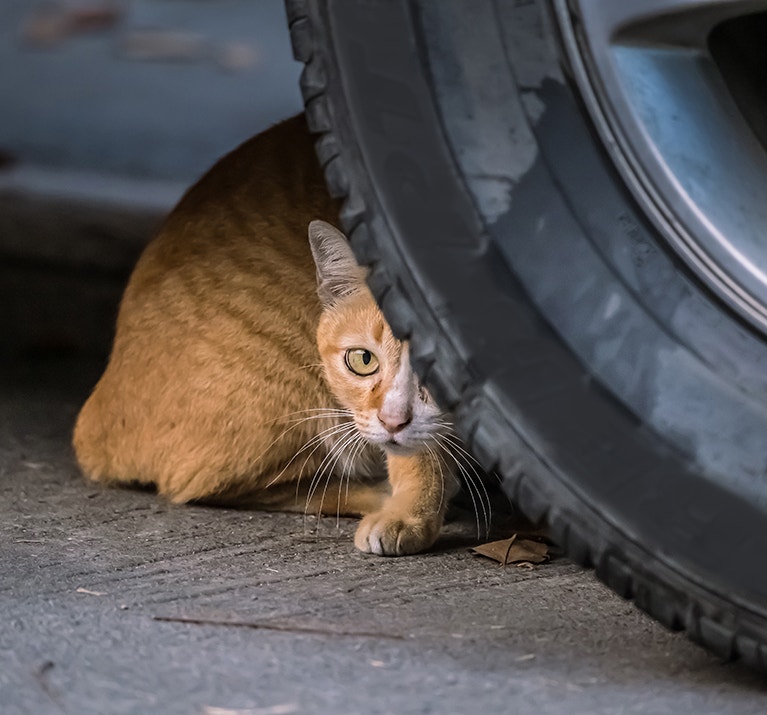Un chat errant sans abri se promène en regardant derrière la roue d'une voiture.
