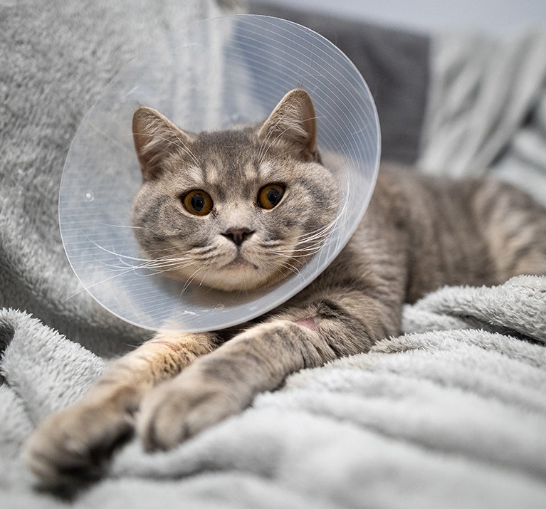 Chat domestique British Shorthair gris aux yeux orange, portant un collier de protection, chez lui sur le canapé après une opération chirurgicale. Le sujet est la médecine et la protection des animaux de compagnie. Le chat se repose après avoir été castré.