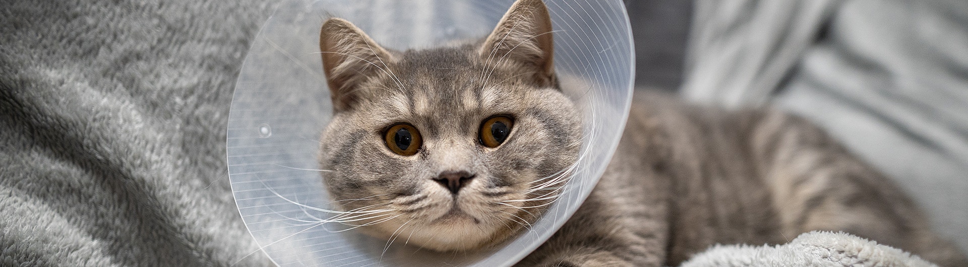 Chat domestique British Shorthair gris aux yeux orange, portant un collier de protection, chez lui sur le canapé après une opération chirurgicale. Le sujet est la médecine et la protection des animaux de compagnie. Le chat se repose après avoir été castré.