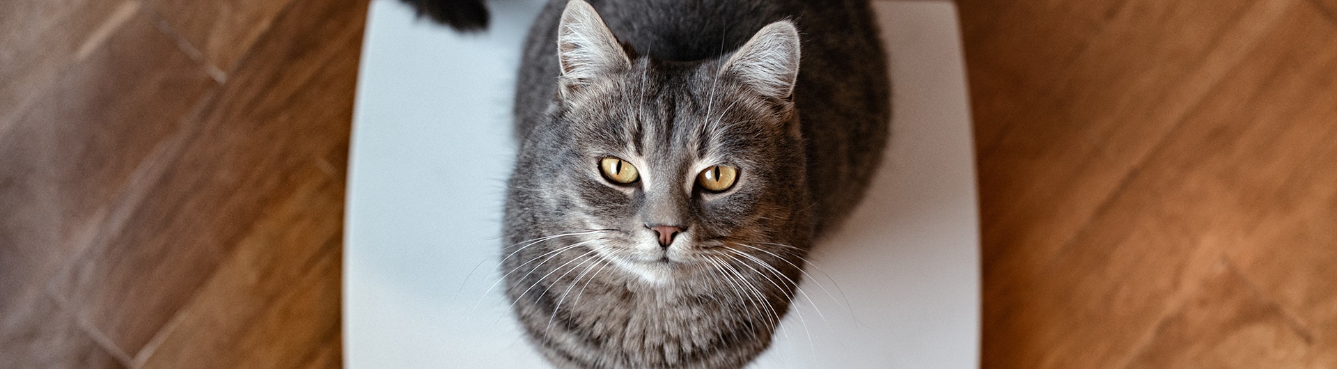 Chat debout sur la balance. Photo des pattes d'un chat debout sur une balance. Un adorable chat tigré se tient debout sur la balance et lève les yeux.