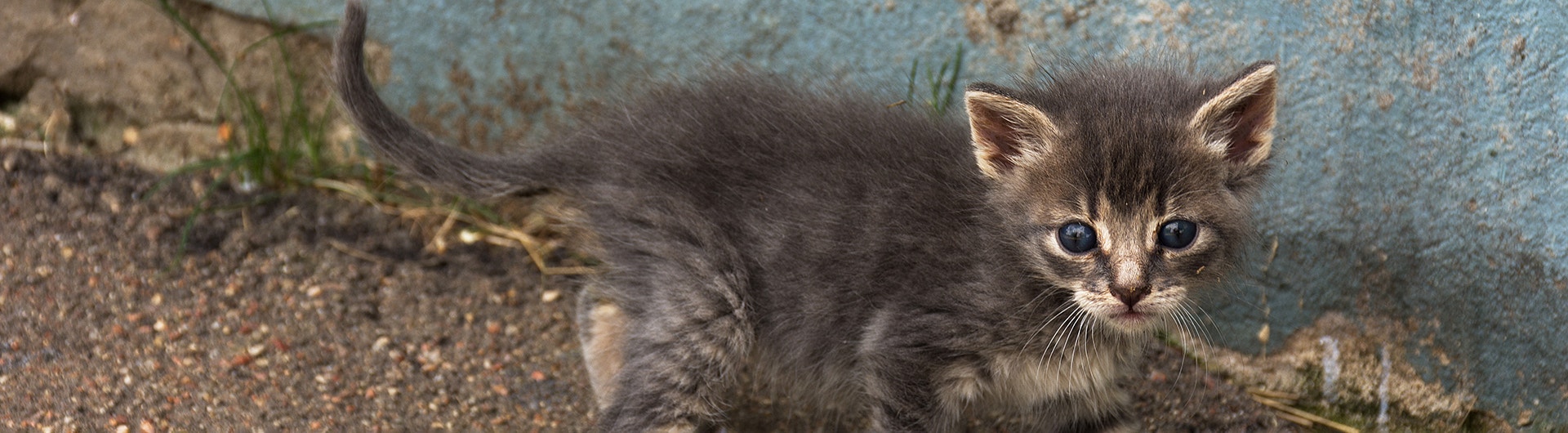 Petit chaton gris sans abri, tout doux, aux yeux bleus, sur le mur.