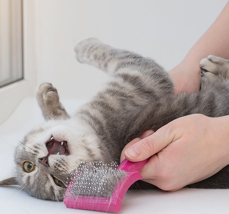 Gros plan sur un chat couché, en colère, la gueule ouverte et l'air furieux.