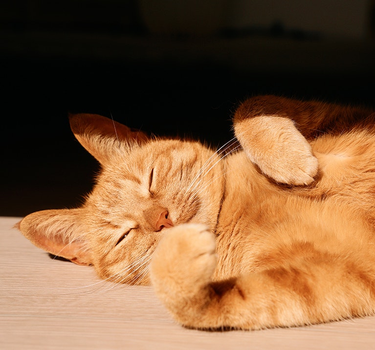 Chat roux couché sur le dos, les yeux fermés, se relaxant au soleil