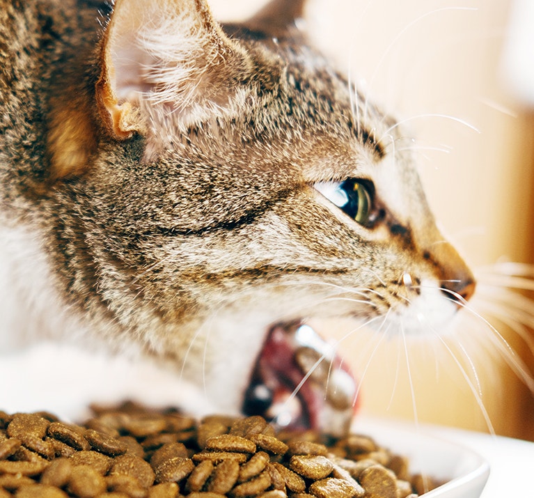 Chat tigré vomissant ses croquettes