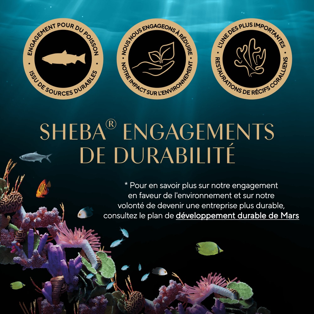 Thon MSC - PERFECT PORTIONS™ 6 x 37,5g - 5